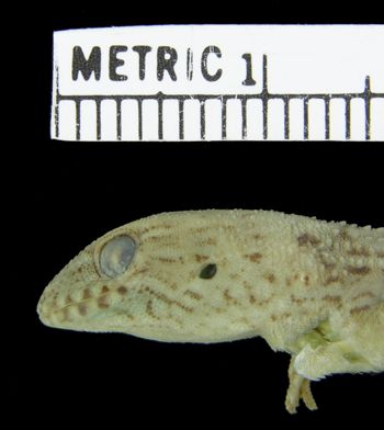 Media type: image; Herpetology R-37393